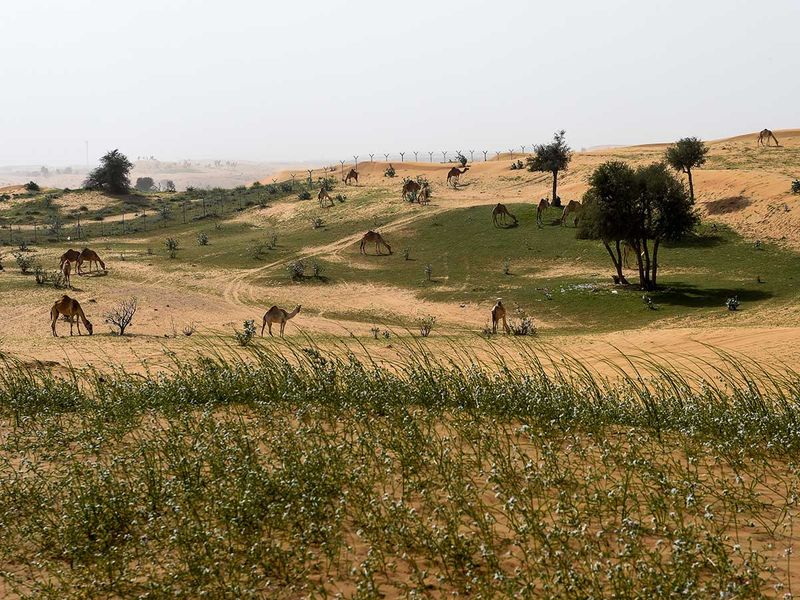 How to Grow Grass in Dubai's Desert Climate